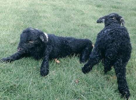  Herdwick Shepherd