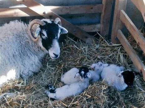  Herdwick Shepherd