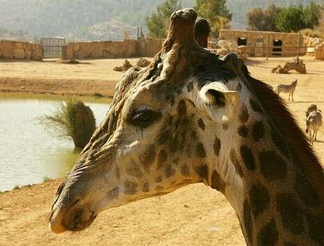 גן החיות התנכ''י גן החיות התנכ''י