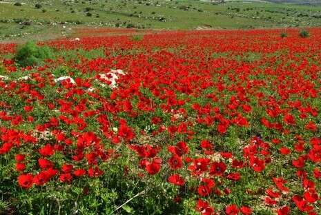 צילום: החברה להגנת הטבע צילום: החברה להגנת הטבע