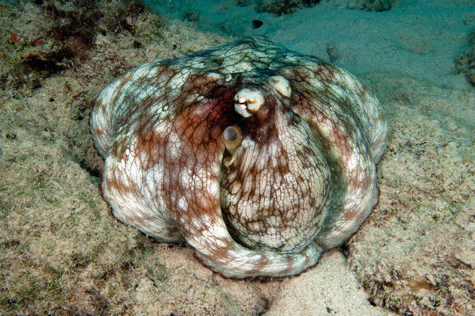 צילום: GETTY IMAGES צילום: GETTY IMAGES