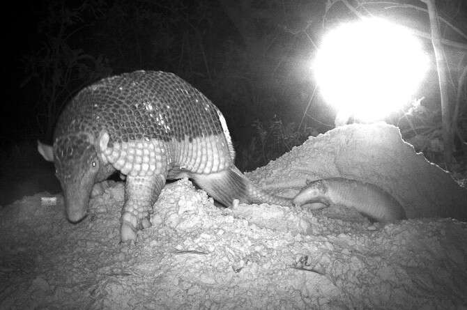 צילום באדיבות ארנו דביאר צילום באדיבות ארנו דביאר