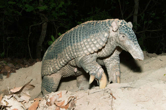 צילום: קווין שייפר צילום: קווין שייפר