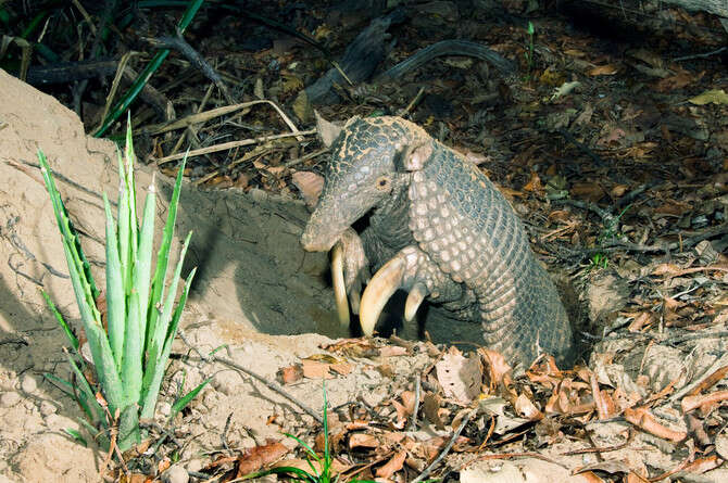 צילום: קווין שייפר צילום: קווין שייפר