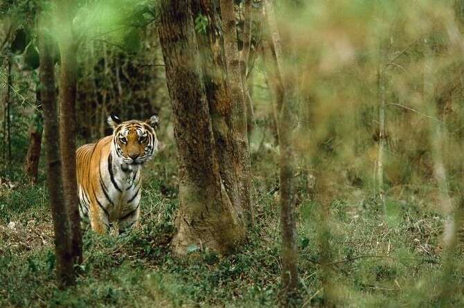 צילום: פראנס לנטינג, נשיונל ג'יאוגרפיק צילום: פראנס לנטינג, נשיונל ג'יאוגרפיק