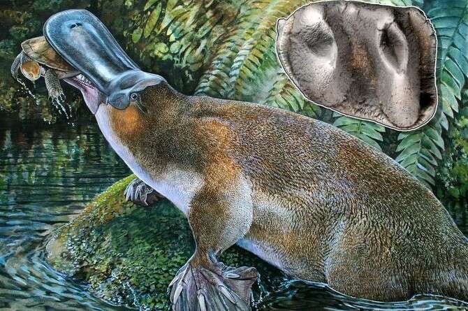 איור: פיטר שוטן איור: פיטר שוטן